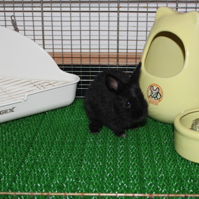 まっする のカバー写真