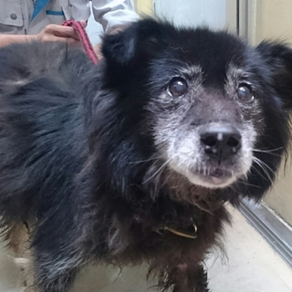 【助けてください！】怖がりでおとなしい長毛ワンコ