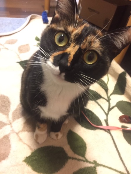 助けてください。猫が行方不明になりました。（相談#3469) :: ペットの 