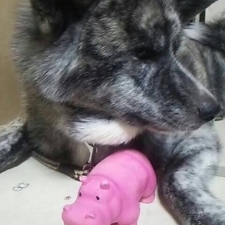 秋田犬  ♀  虎柄  3歳