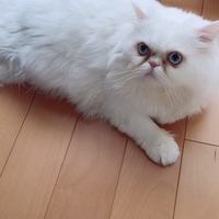 しらゆき