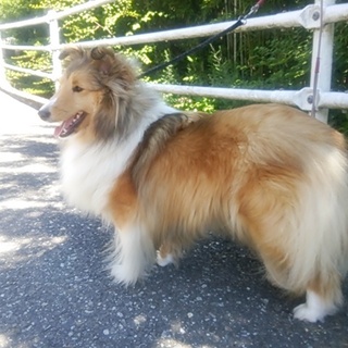 シェルティの女の子里親募集