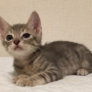 美形　グレーキジ♪パプくん