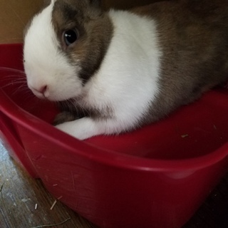 明るくてお利口さんです。