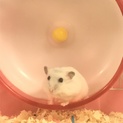生後3か月ジャンガリアンのパールホワイトです