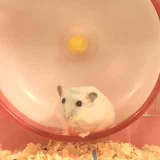 生後3か月ジャンガリアンのパールホワイトです