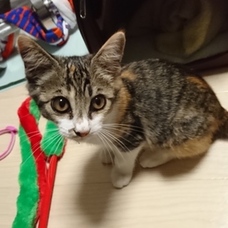 三毛柄の子猫♀。人懐っこい性格です。