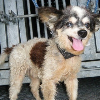 最後のおうちを募集中