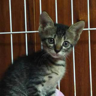 母親を知らないこの子を幸せにしてください