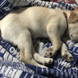 里親募集しています！