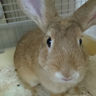 保護うさぎ/140イシジュー募集停止