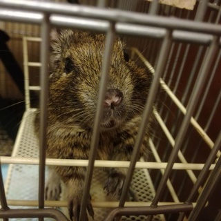 デグー(ノーマル)♂