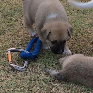 子犬の里親募集