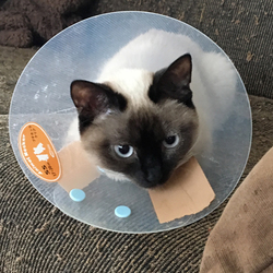 「捨て猫ナイーブちゃんのエリカラ難民」サムネイル1