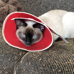 「捨て猫ナイーブちゃんのエリカラ難民」サムネイル2