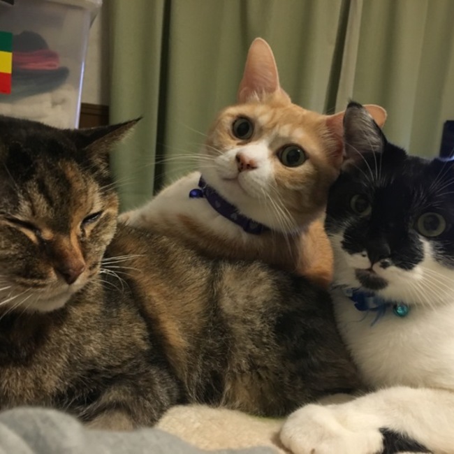 komaimaiのカバー写真