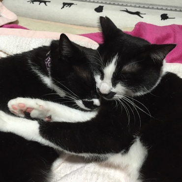 ハチワレブラザーズ☆健在！！！