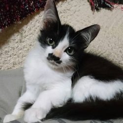 一時預かりさんのおうちへ