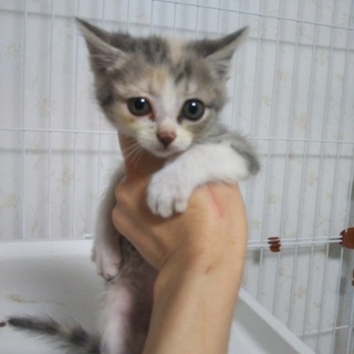 パステルミケちゃん