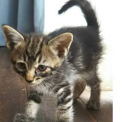 三重県津市　８月１３日（日）ほんわか猫な日々　子猫の譲渡会