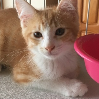 人懐こいイケメン茶トラ君の里親さん募集