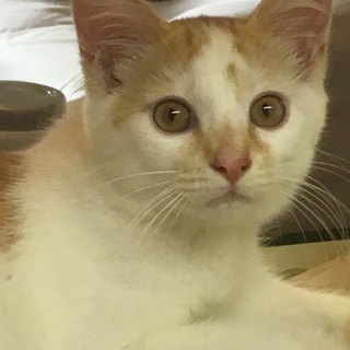 超甘えん坊な茶白の女の子の里親さん募集