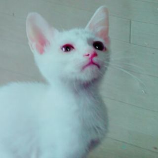 食いしん坊なソルトくん