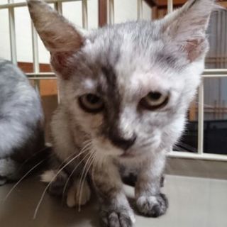 甘えん坊なきれいなサビ猫　シーナちゃん