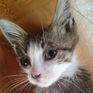 元気なキジシロ男の子