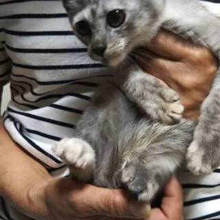 綺麗な色のサビ猫　オリビア