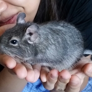 ベタなれ優しいデグーです