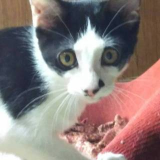 元気な白黒女子　ジョイちゃん