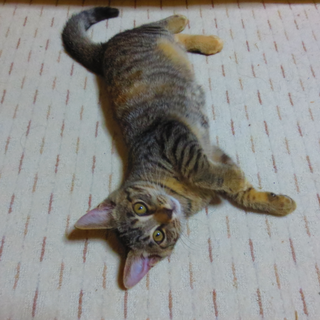 猫じゃらし大好き！人が大好きな2ヶ月の女の子