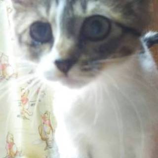 とっても元気です　スーダン