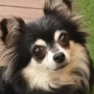 チャーハン　いつもニコニコ愛嬌たっぷりのチワワです