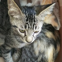 8月12日に愛知県豊橋市で譲渡会！