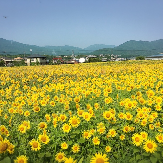 satomi0711のカバー写真