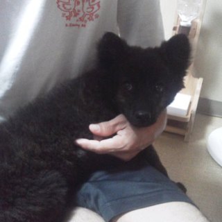 ノッチちゃん刈谷のＫ様に迎えて頂けました