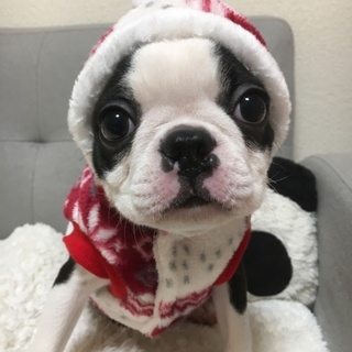 ボストンテリア【るな】ちゃん。