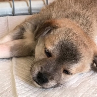 【募集停止】生後1ヶ月位、雑種の仔犬の「いろ♀」