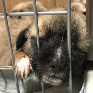 【募集停止】生後1ヶ月、雑種の仔犬「クローバー♀」