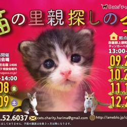 「猫の里親探しの会」9月23日(土)