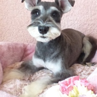 ミニシュナシュナウザー♂1才