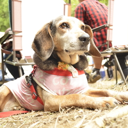夕涼みの譲渡会　第二弾　保護犬の夏休み