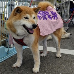 夕涼みの譲渡会　第二弾　保護犬の夏休み サムネイル2