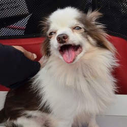 夕涼みの譲渡会　第二弾　保護犬の夏休み サムネイル3