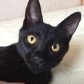 黒猫ちゃんの里親さんになってください♡