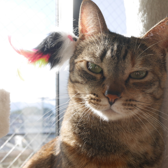 fafabearのカバー写真