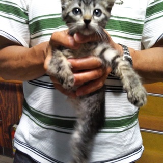 おっとり顔のキジトラ★こういち★