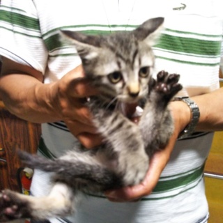 ちょっとタレ目のキジトラ★翔★